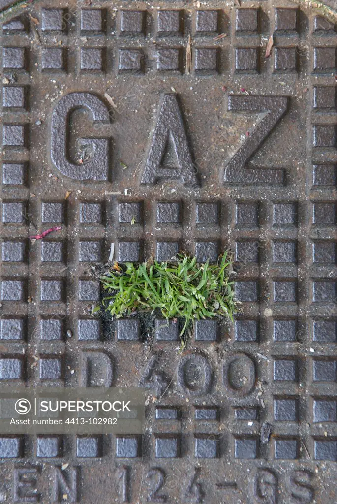 Grass pushing through a gas grid ParisFrance