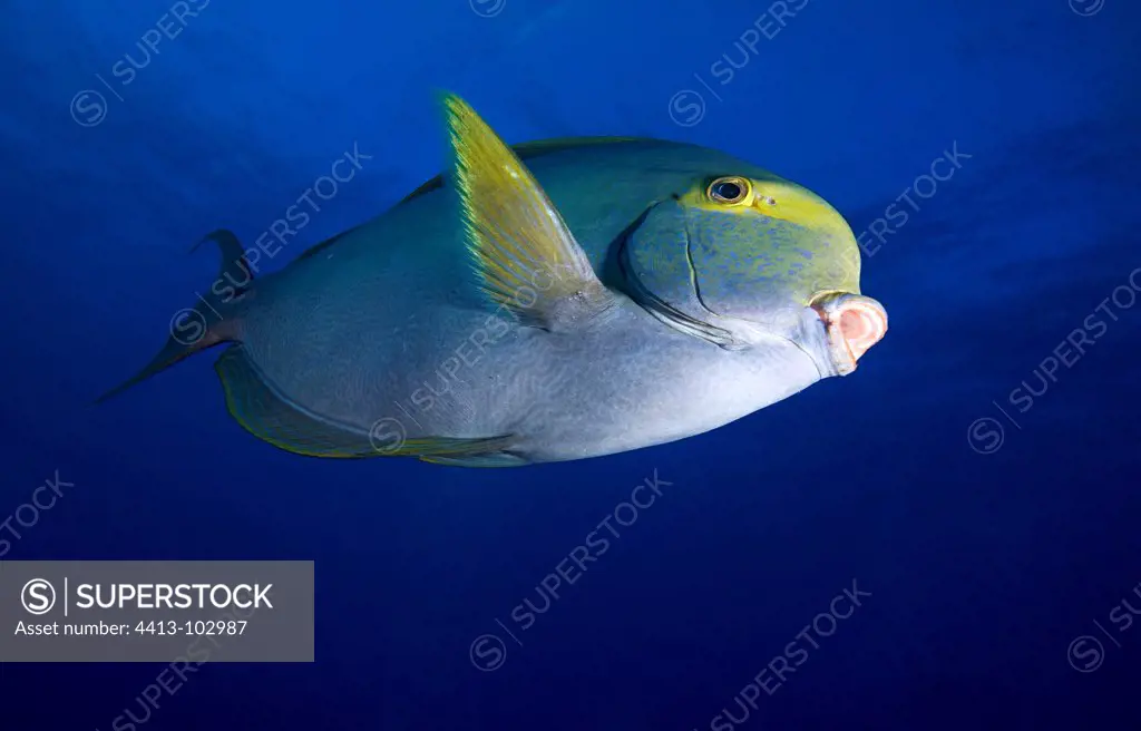 Yellowfin surgeonfish swimming Tuamotu French Polynesia