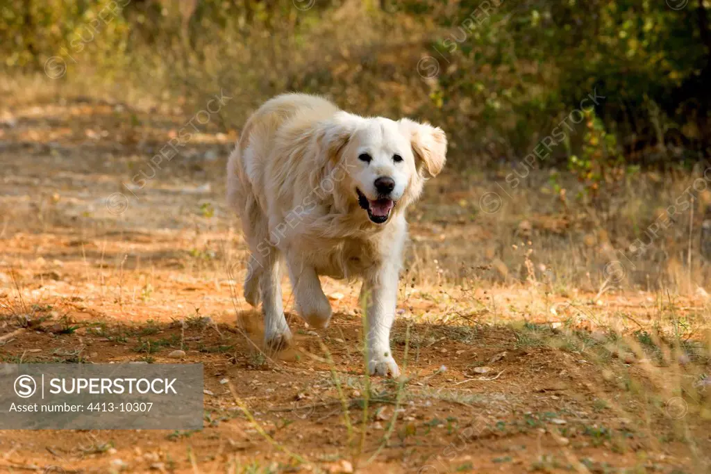 Old Golden retriever running on a way France
