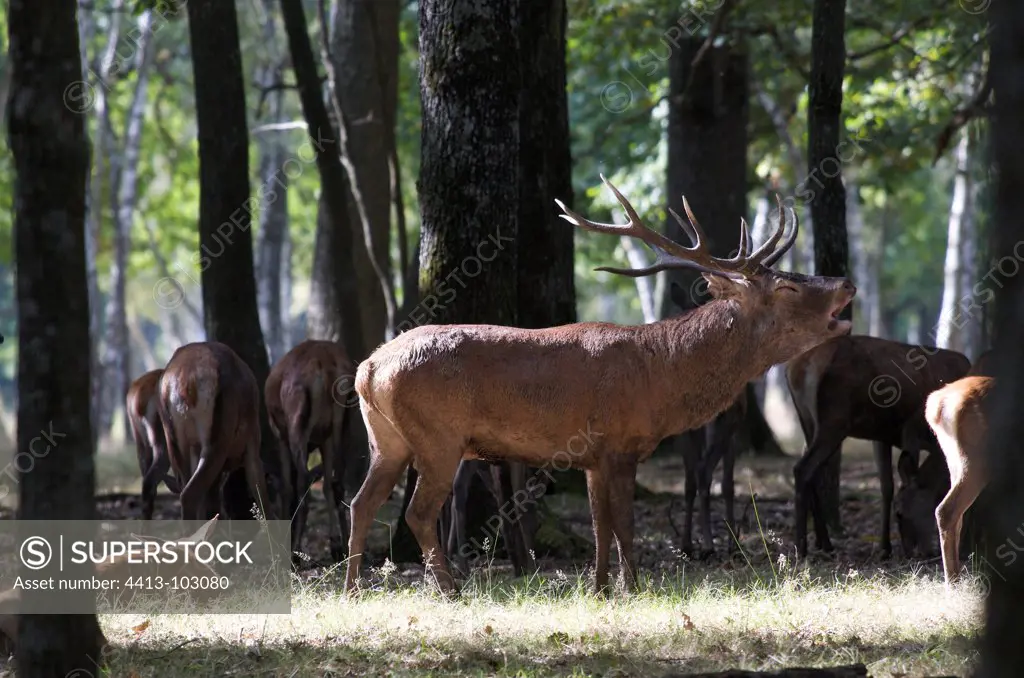 Deer in the period of the slab Rambouillet Forest France