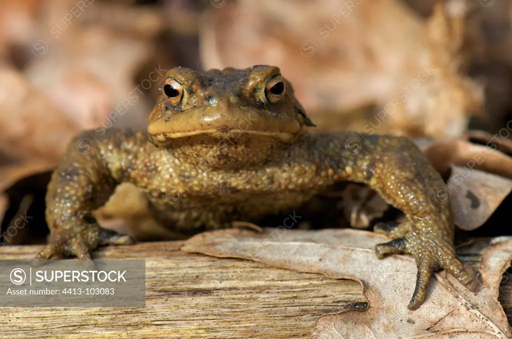 Common Toad in early spring France