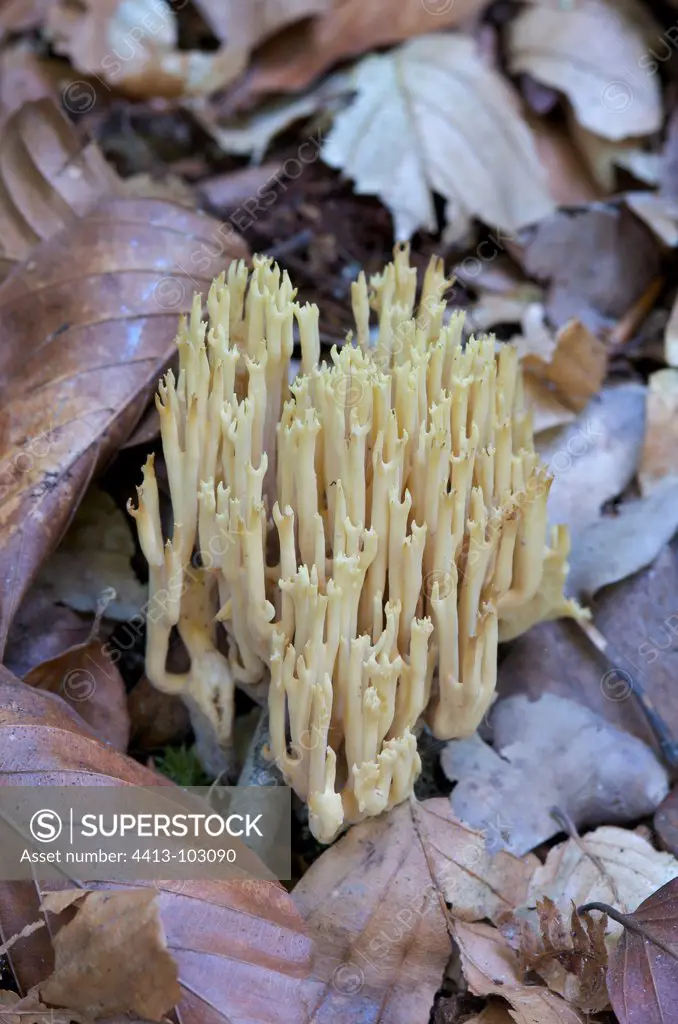 Clavaires growing on dead wood they recycle France