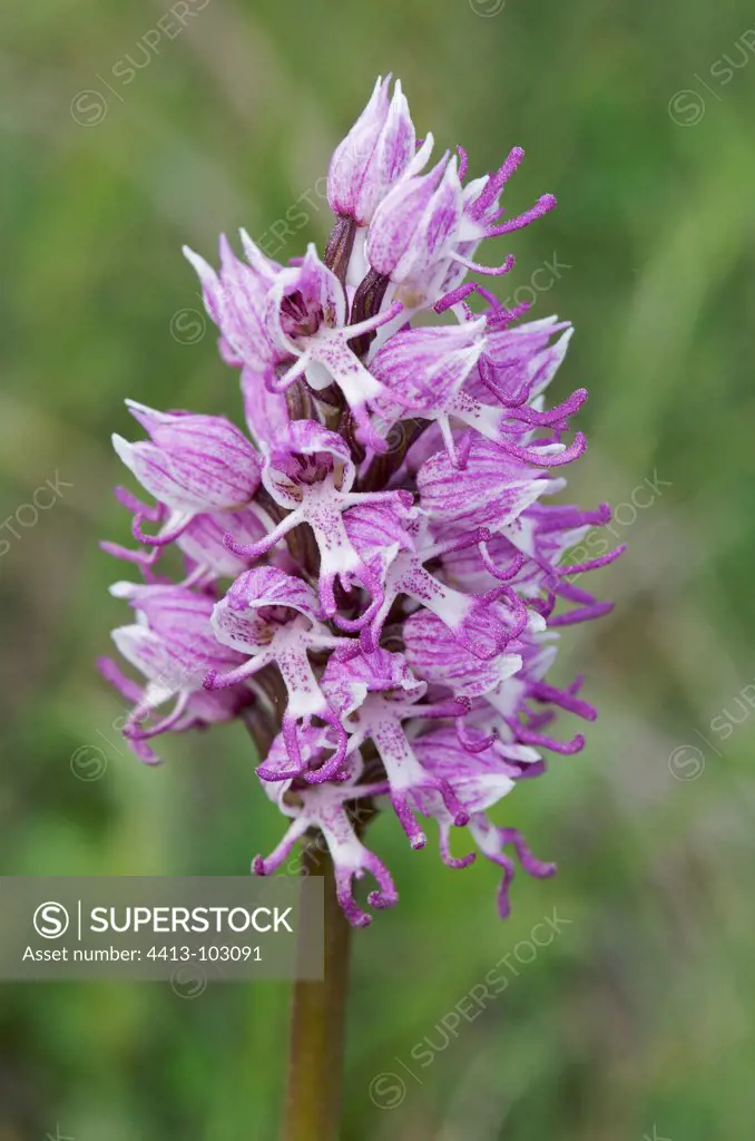 Monkey orchid flower in the spring France