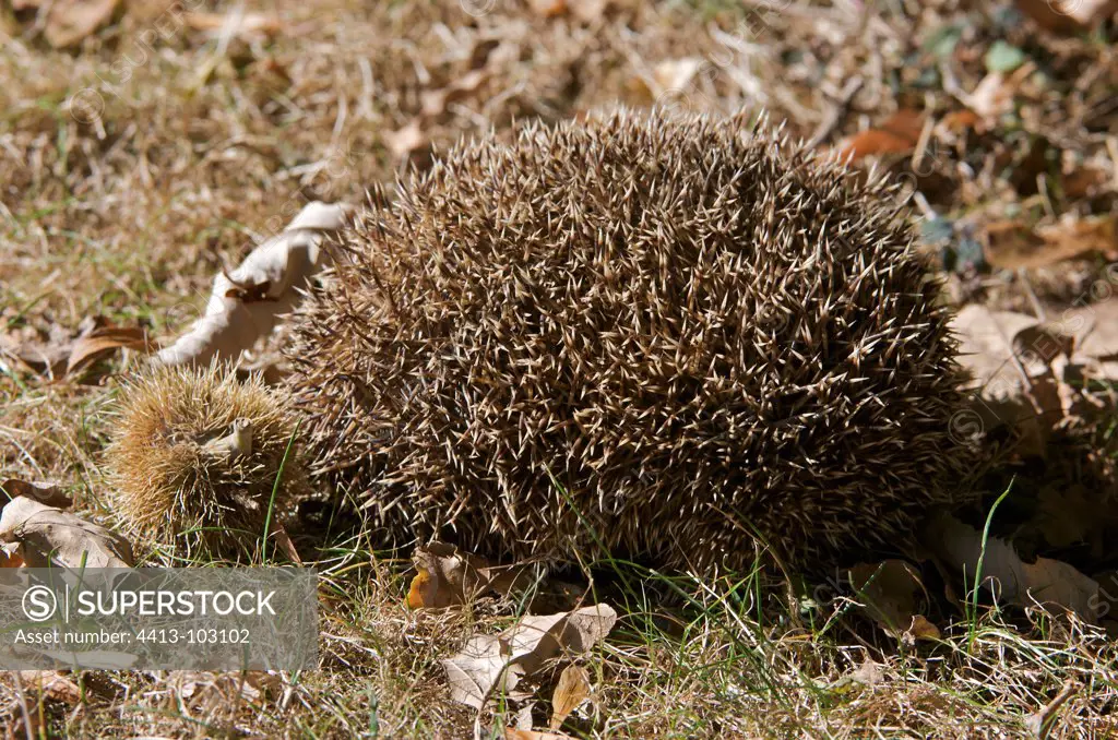 Western European Hedgehog sleeping near a bug in autumn