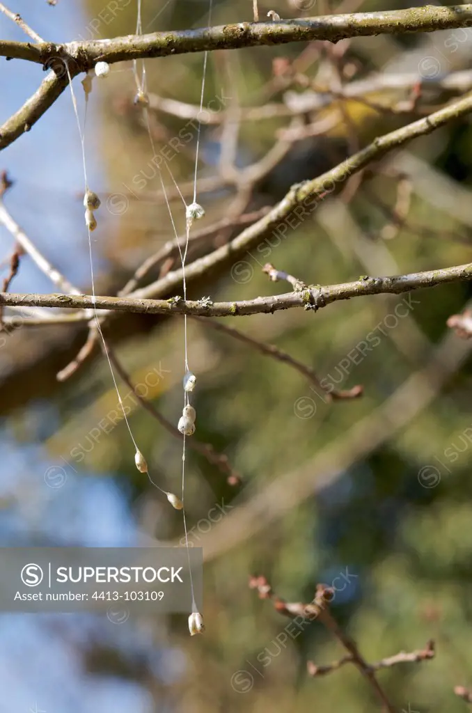 Dissemination of seeds of Mistletoe by birds France
