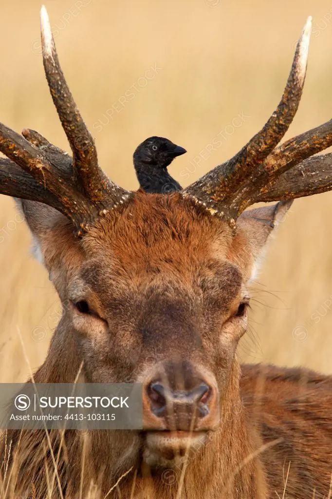 Jackdaw perched on the head of a red deer winter GB