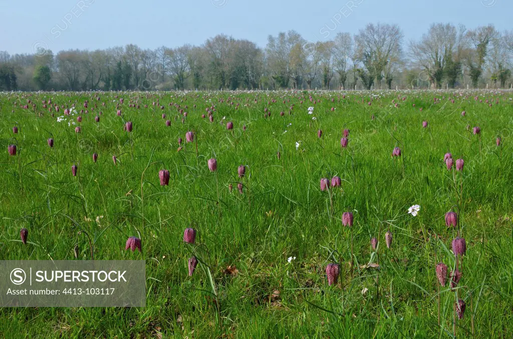 Common fritillary in grasslands Sainte-Luce-sur-Loire France