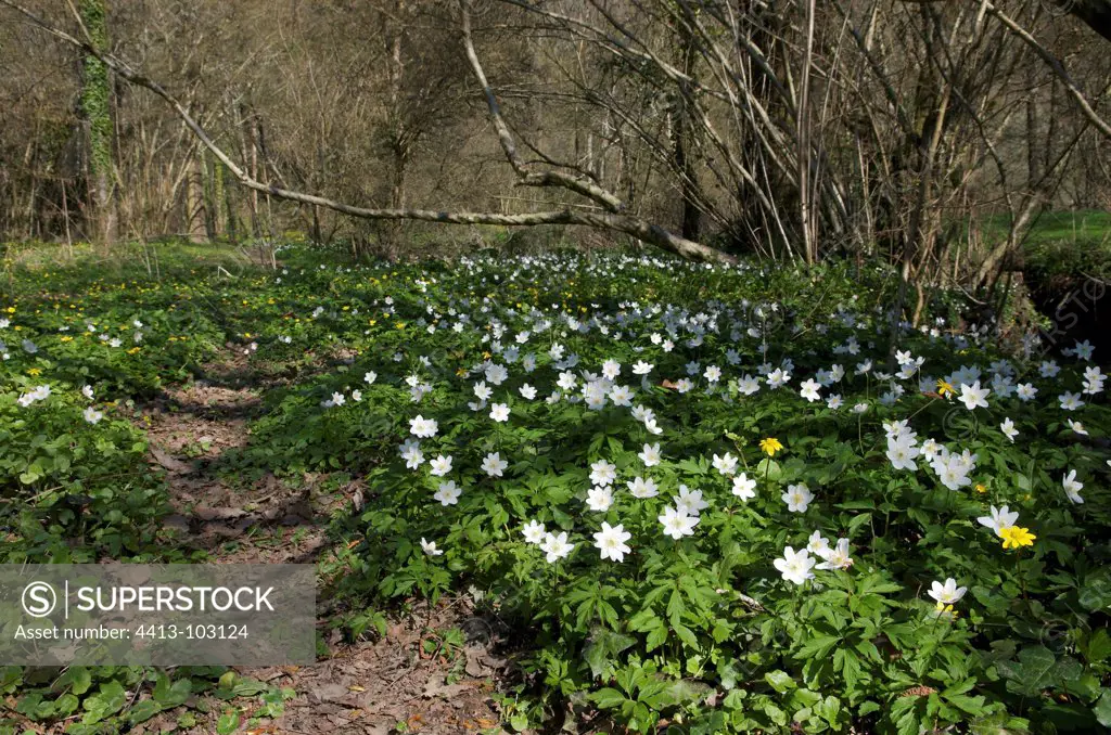 European thimbleweed undergrowth in early springFrance