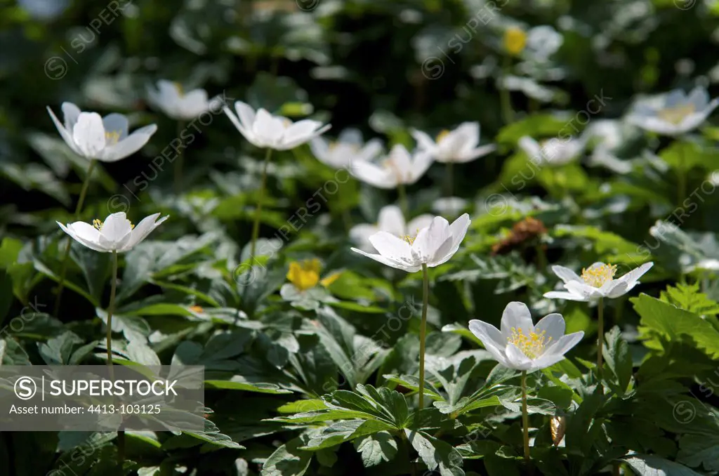 European thimbleweed undergrowth in early springFrance