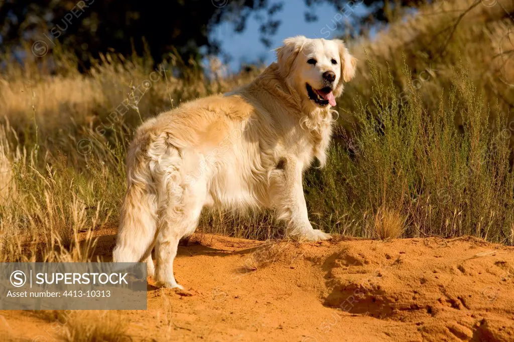 Old Golden retriever drawing the language France