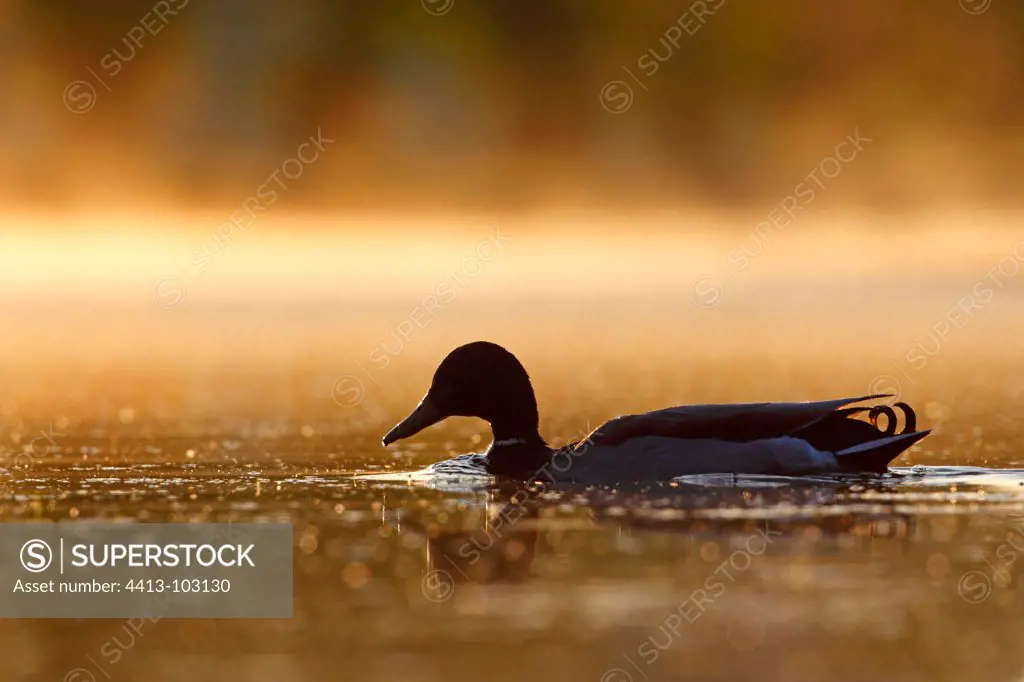 Drake mallard swimming at sunrise spring GB