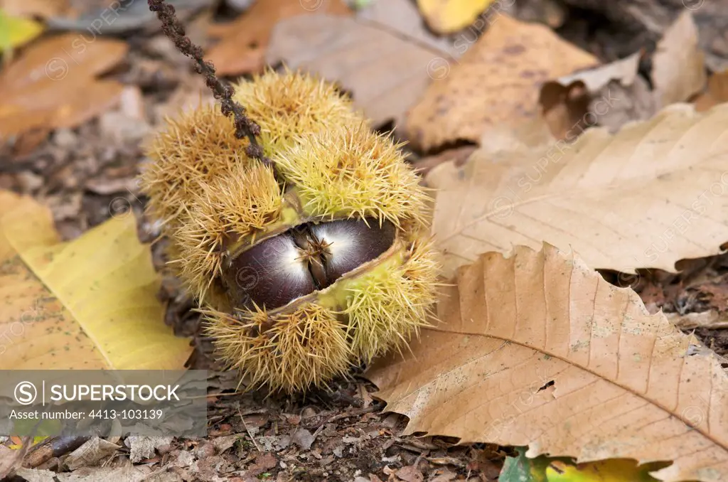 Chestnuts in their bugs in the fall France