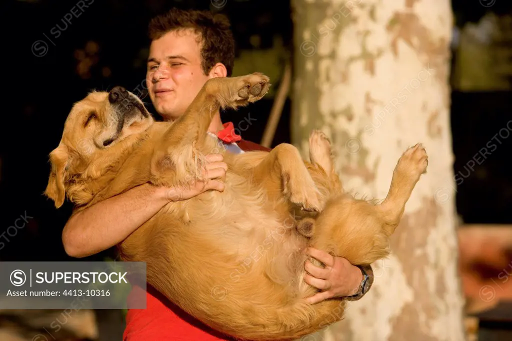 Old Golden retriever in the arms of its Master France