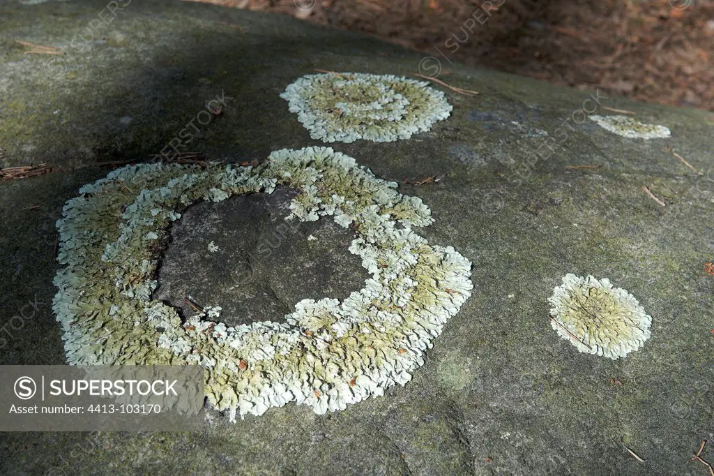 Lichen growing in a circle on a boulder Fontainebleau