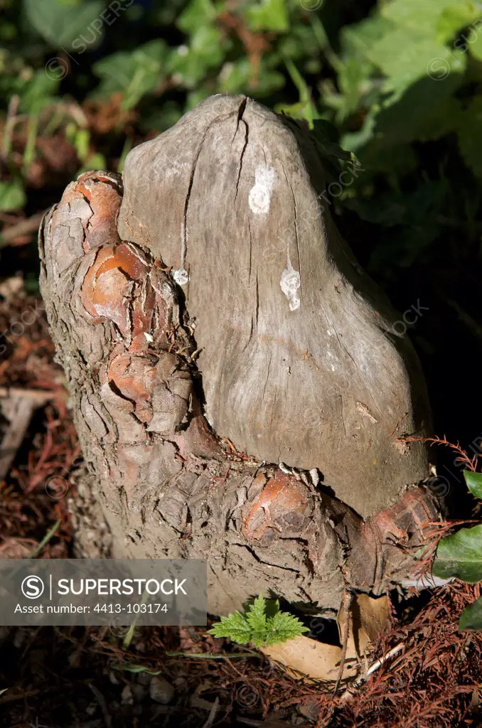 Bald Cypress pneumatophore France