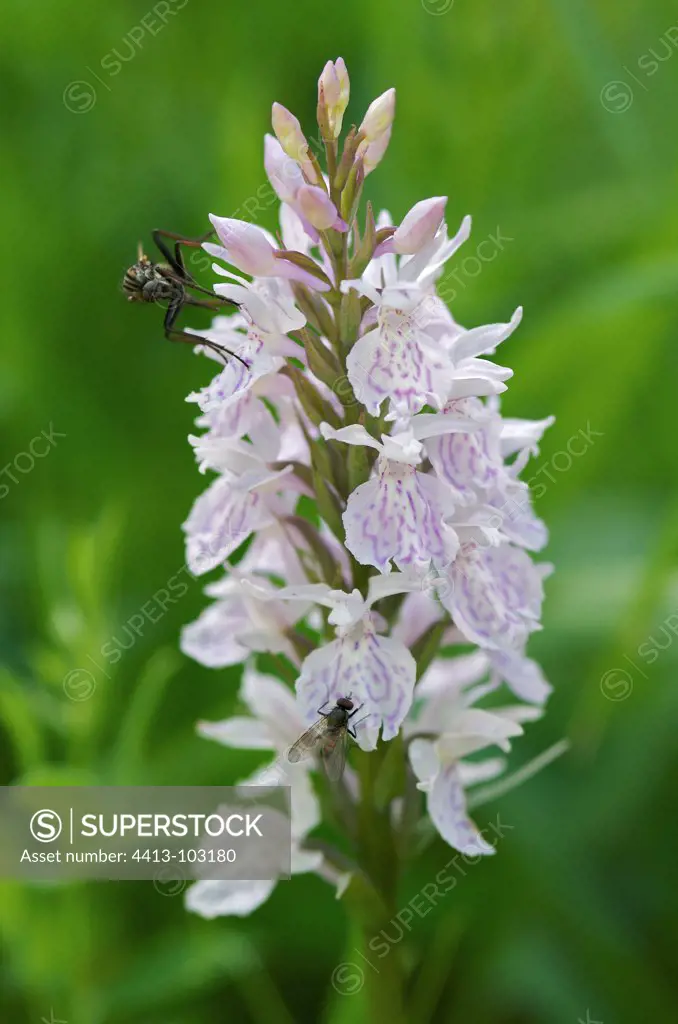 Southern marsh orchid flower in France