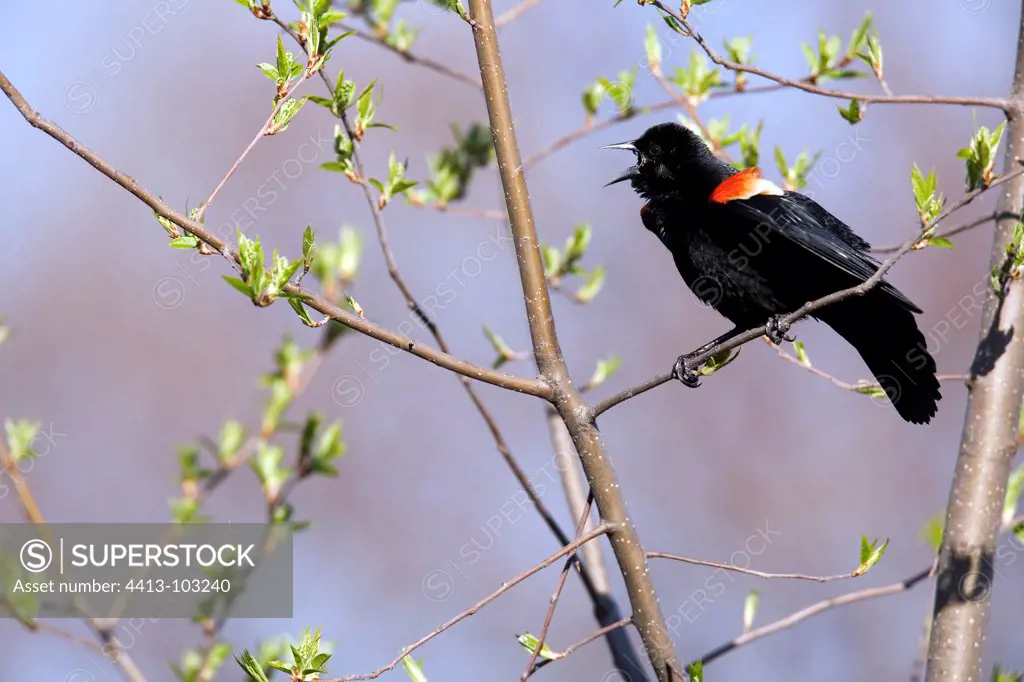 Red-winged blackbird male singing on a branch Quebec Canada
