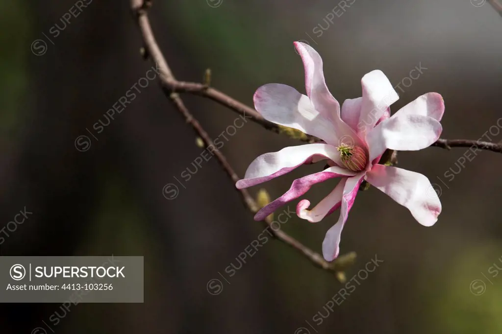 Flower of Magnolia stellata Montreal Botanical GardenCanada