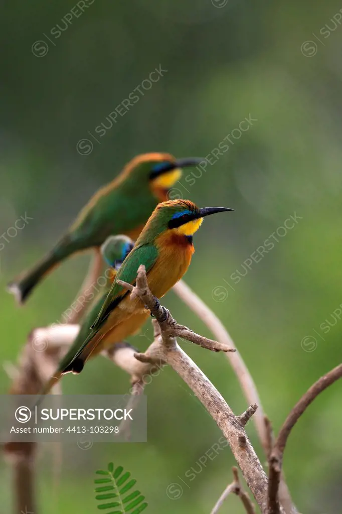 Little Bee-eaters on a branch Lake Baringo Kenya