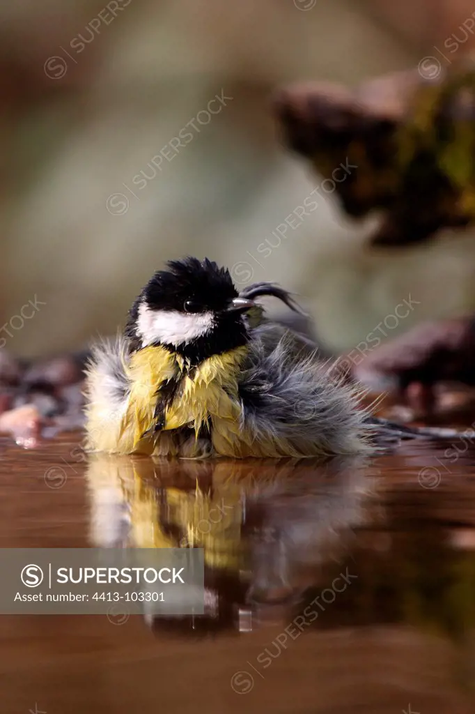 Great Tit bathing Alsace France