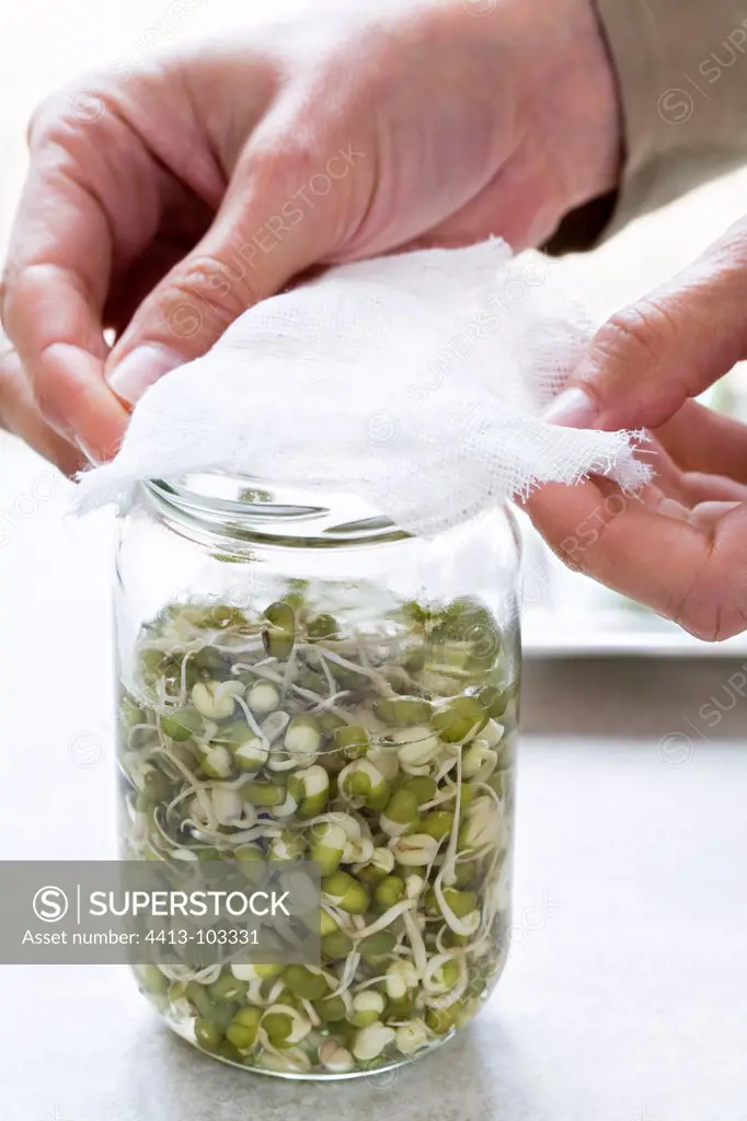 Closing a hotbed of beansprouts with a gauze