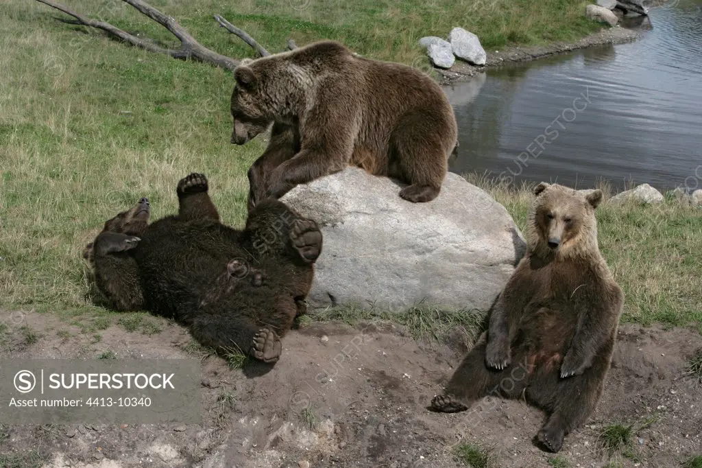 Brown bears playing on a rock