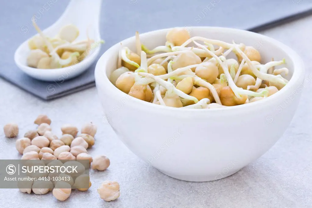 Sprouted chickpeas in a bowl and spoon white
