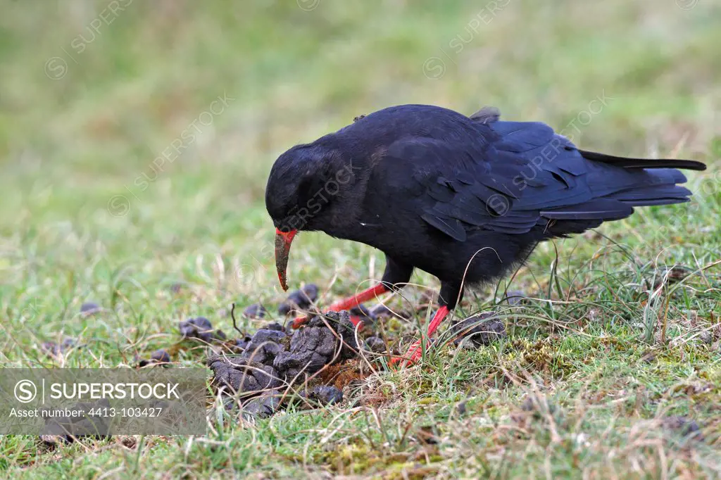 Red-billed chough looking for food in sheep droppings