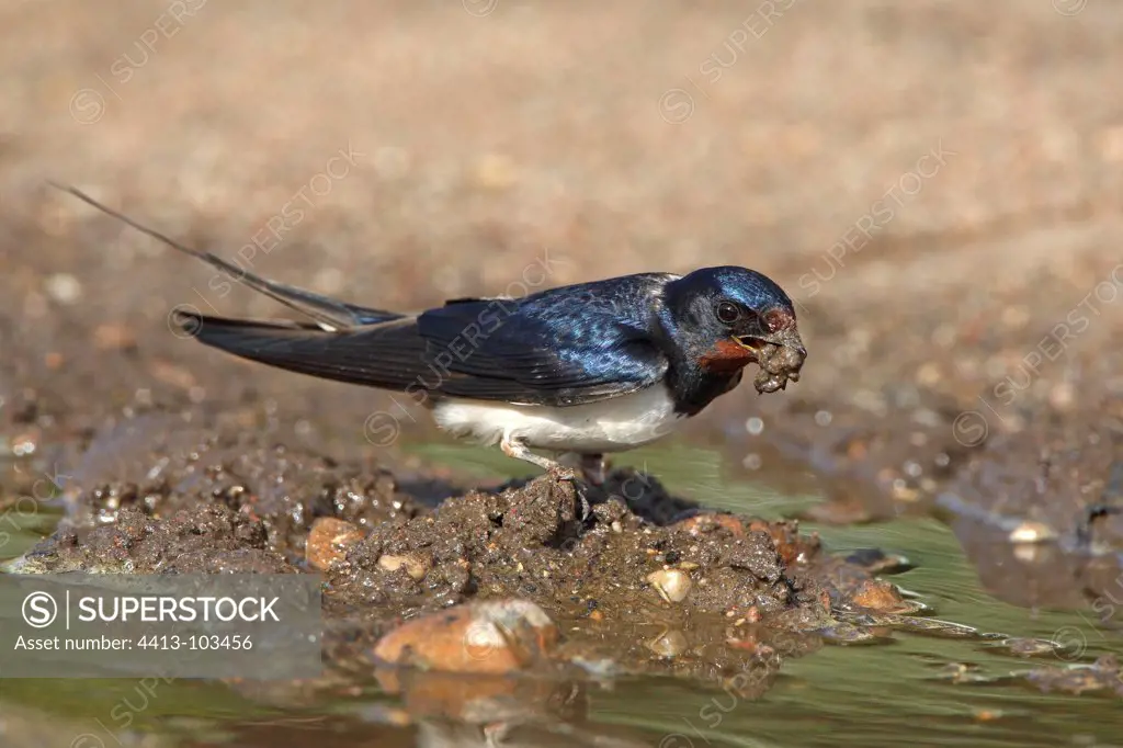 Barn swallow collecting mud to build its nest GB