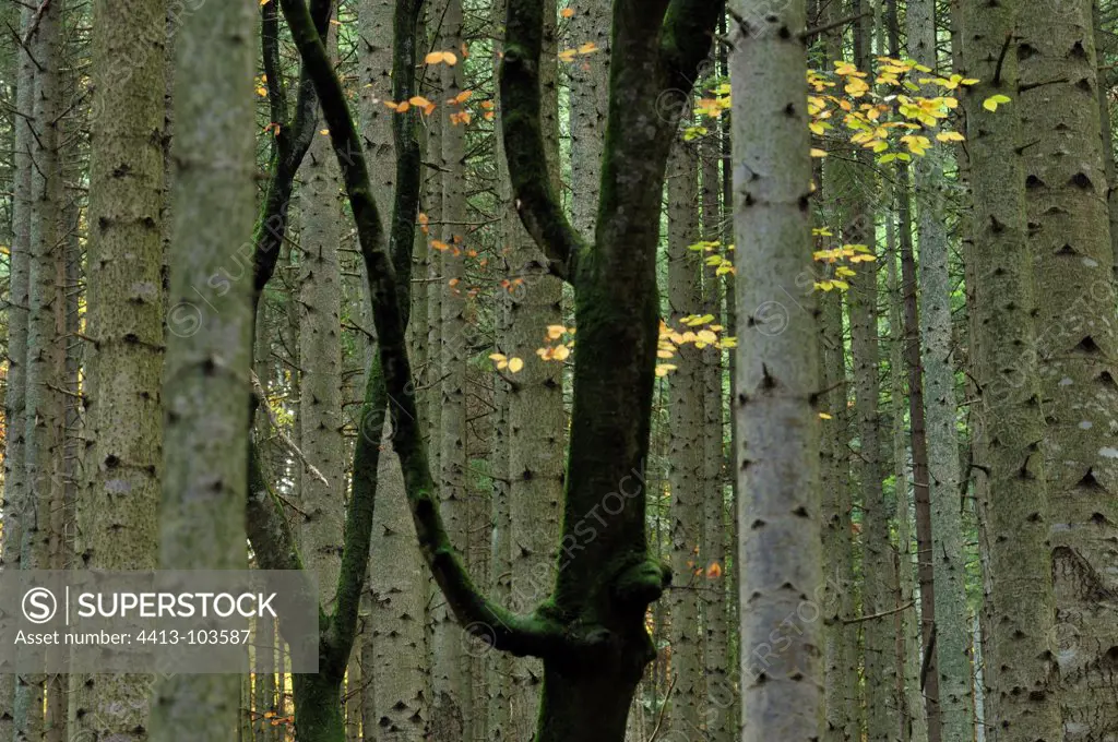 Beech trunk in a Pine Forest High Allier France