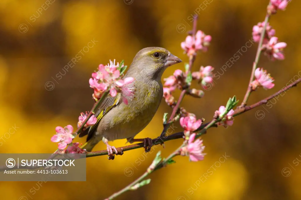 European Greenfinch perched on a branch of Peach Alsace