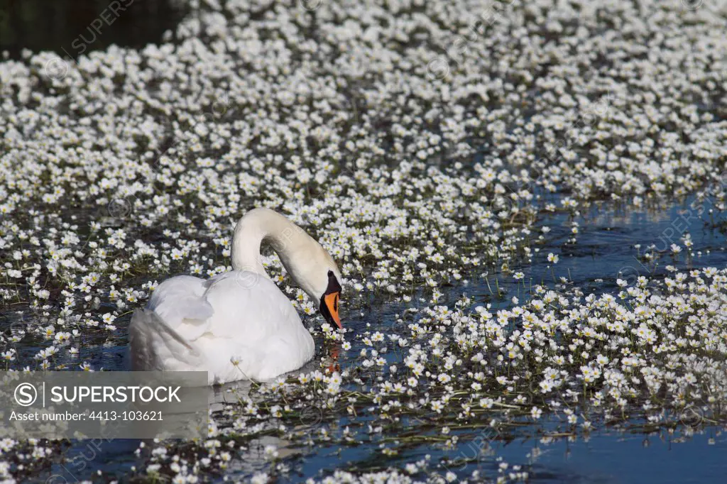 Mute swan flying in the middle of Ranunculus aquatic