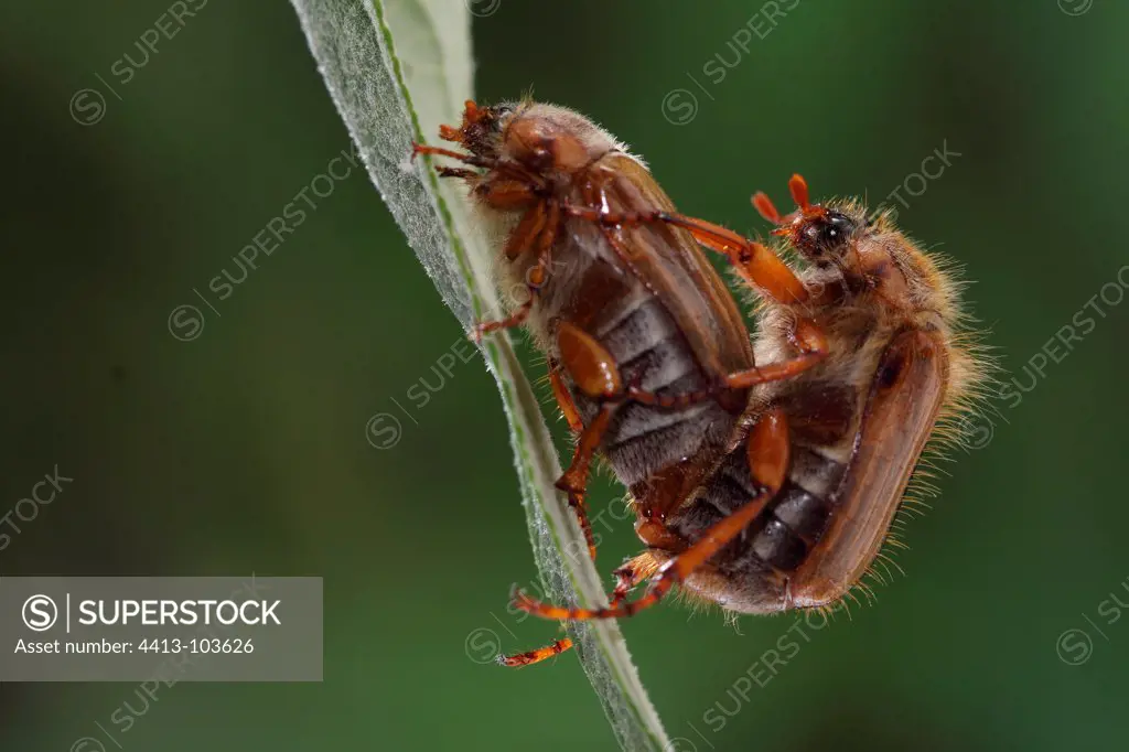 Coupling Cockchafers in June in Alsace