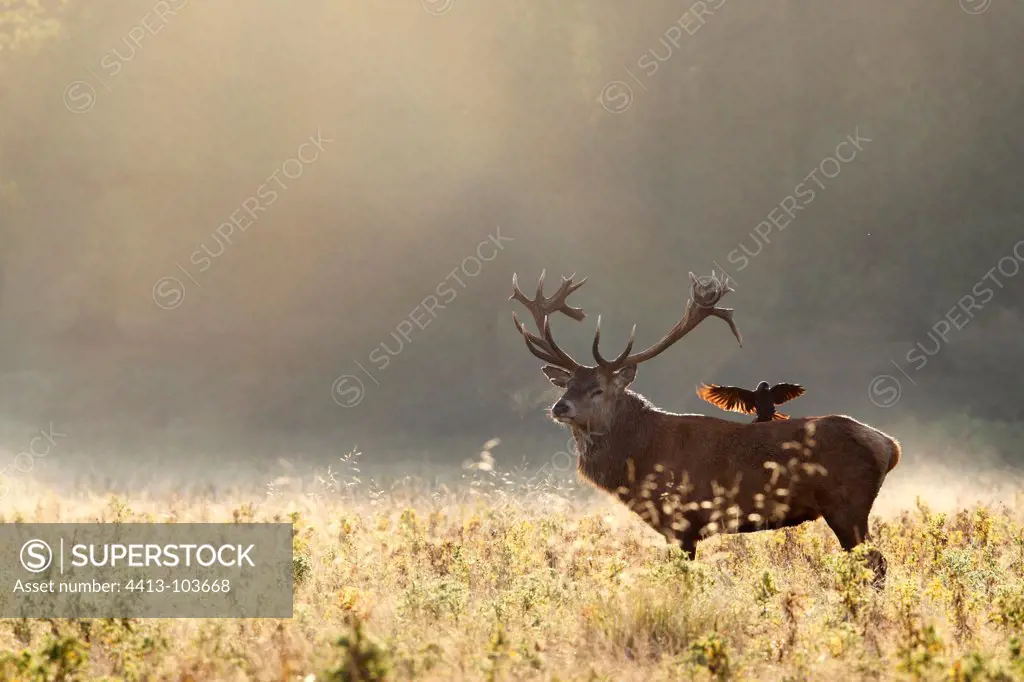 Stag with a Jackdaw on its back in autumn GB