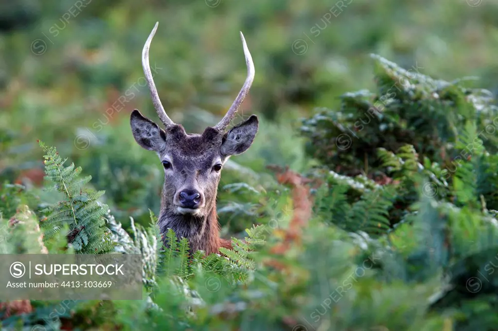 Young Stag in the ferns in autumn GB