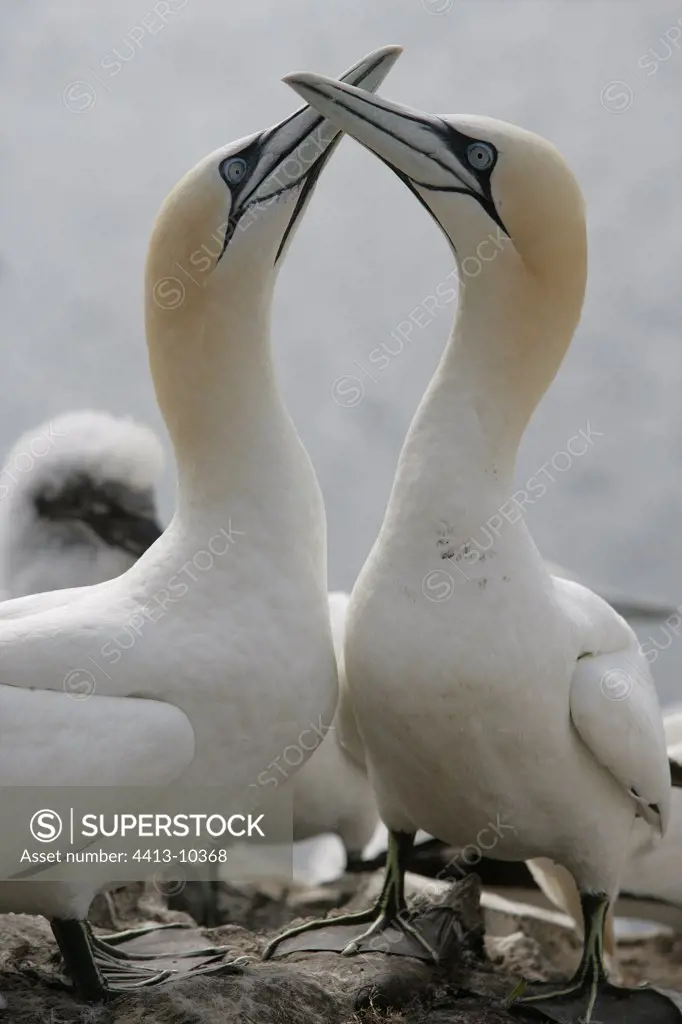 Gannets Parades Bass Rock Scotland United-Kingdom