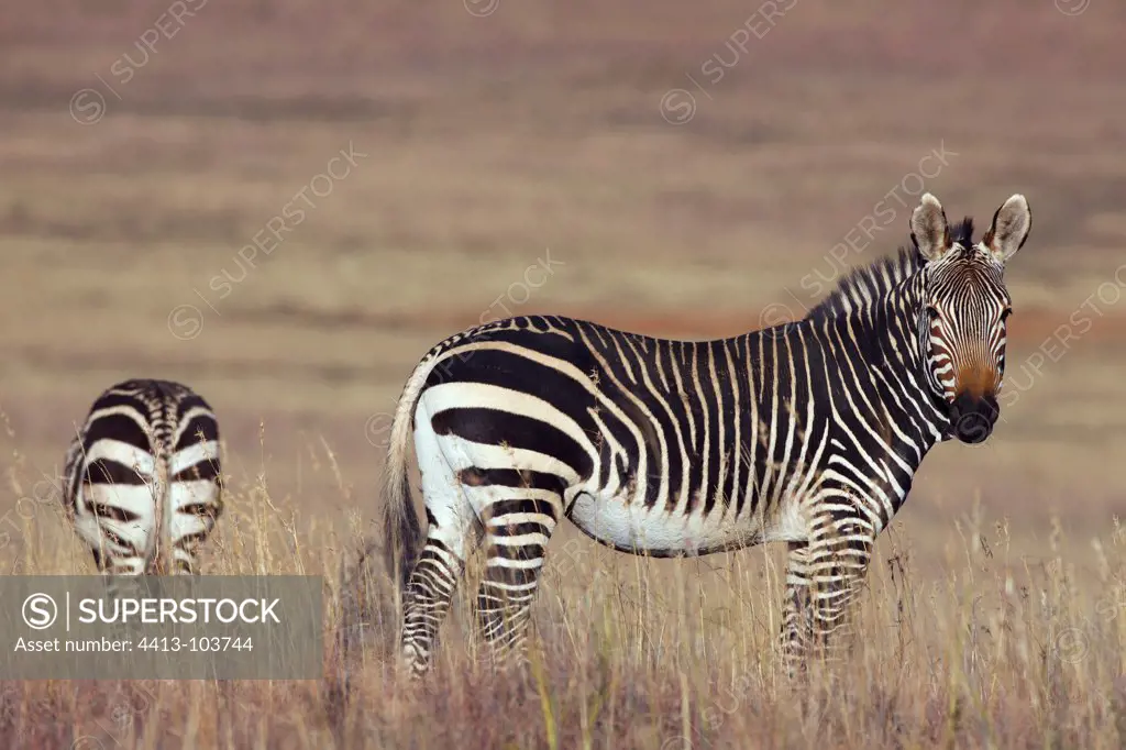 Cape mountain zebras Mountain Zebra NP South africa