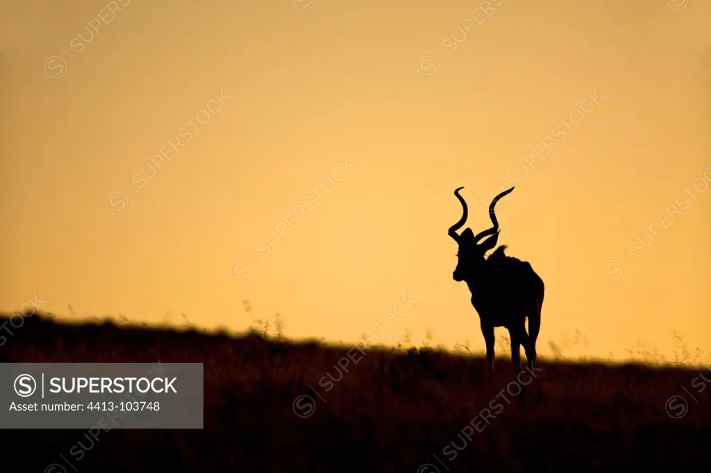 Greater Kudu at sunset in the Zebra NP South africa