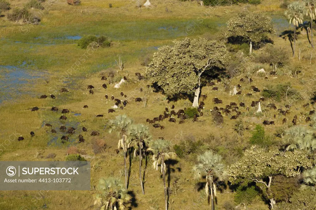 Cape Buffaloes in the Okavango Delta of Botswana