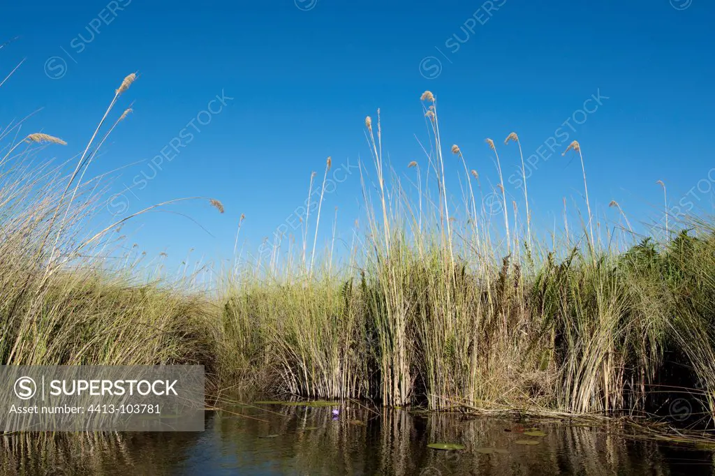Okavango Delta Moremi National Park Botswana