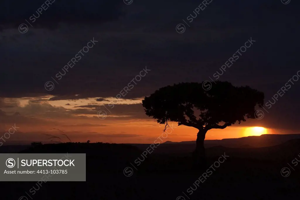 Silhouette of tree at sunset Masai Mara Kenya