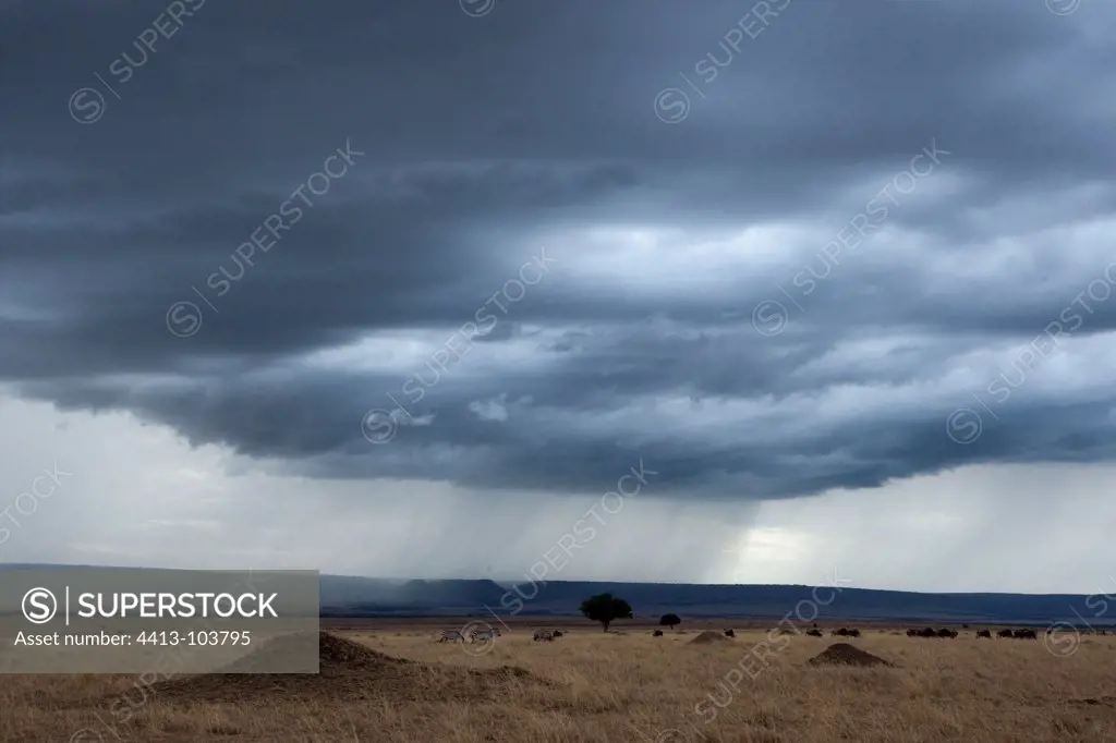 Storm over Savannah Masai Mara Kenya