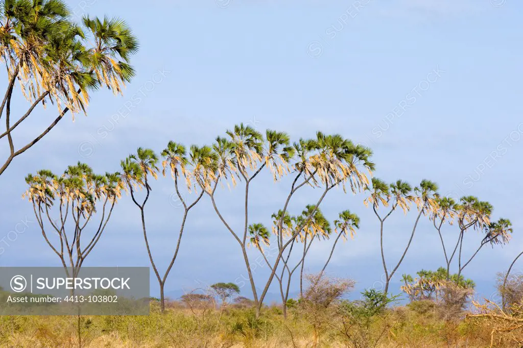 Doum palm in savanna Meru National Park Kenya