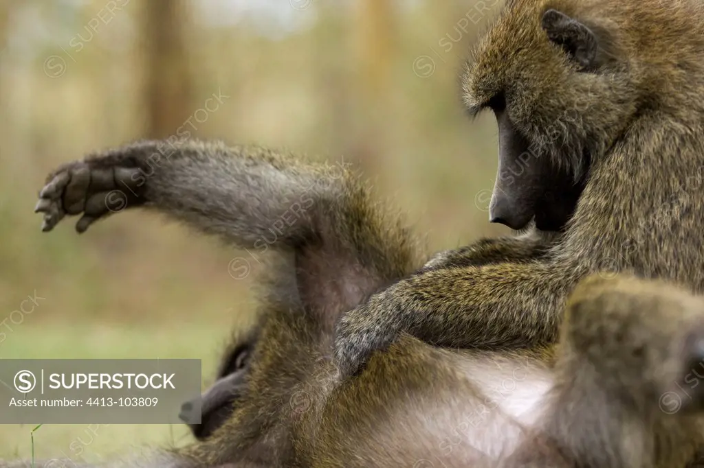Olive Baboons grooming Nakuru Kenya