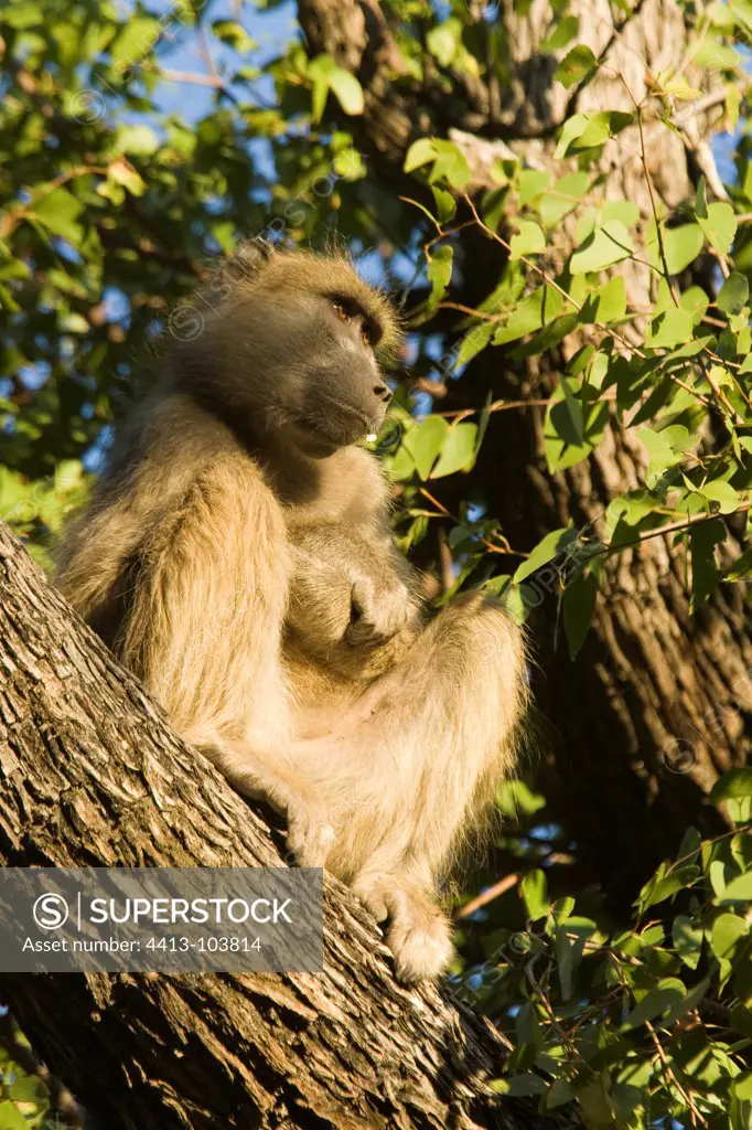 Male Olive baboon on a branch Chobe Botswana