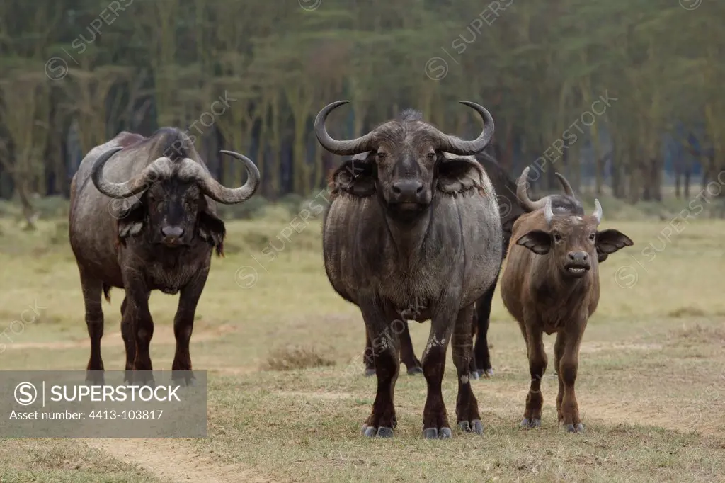 Cape Buffalo female and calf Nakuru Kenya