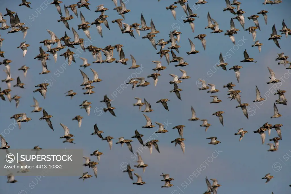 European Golden Plovers in flight United-Kingdom