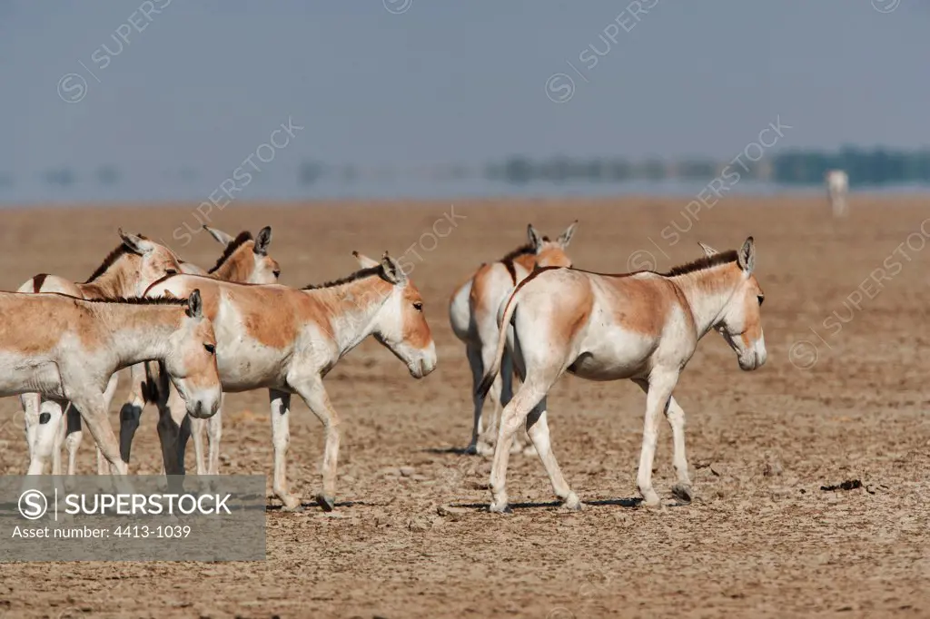 Group of Asian wild ass in the Little Rann of Kutch desert