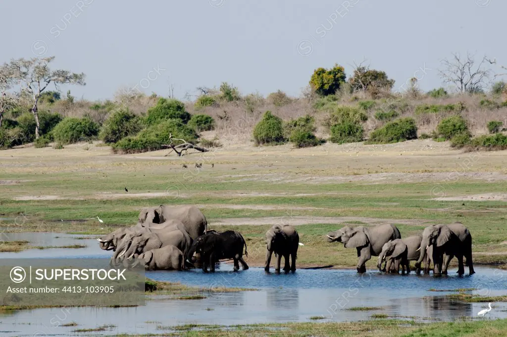 African elephants drinking from the Chobe River Botswana