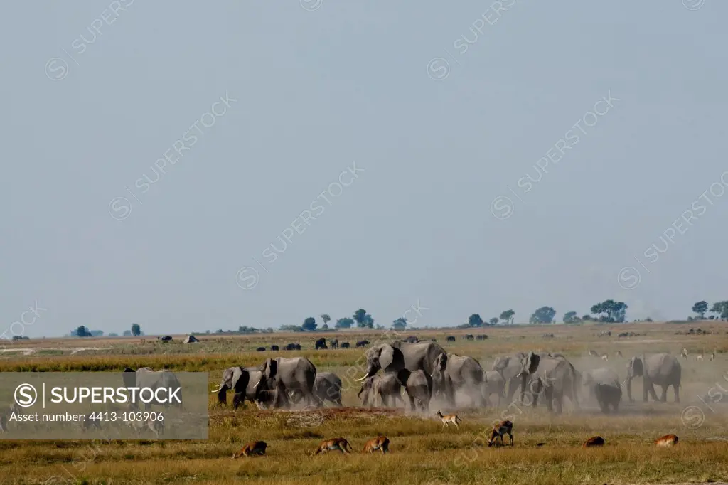 African elephants and impalas in savanna Chobe Botswana